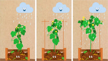 Load image into Gallery viewer, The Little Cucumber