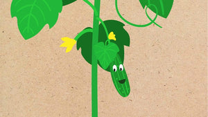 The Little Cucumber
