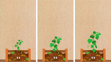 Load image into Gallery viewer, The Little Cucumber