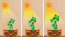 Load image into Gallery viewer, The Little Cucumber